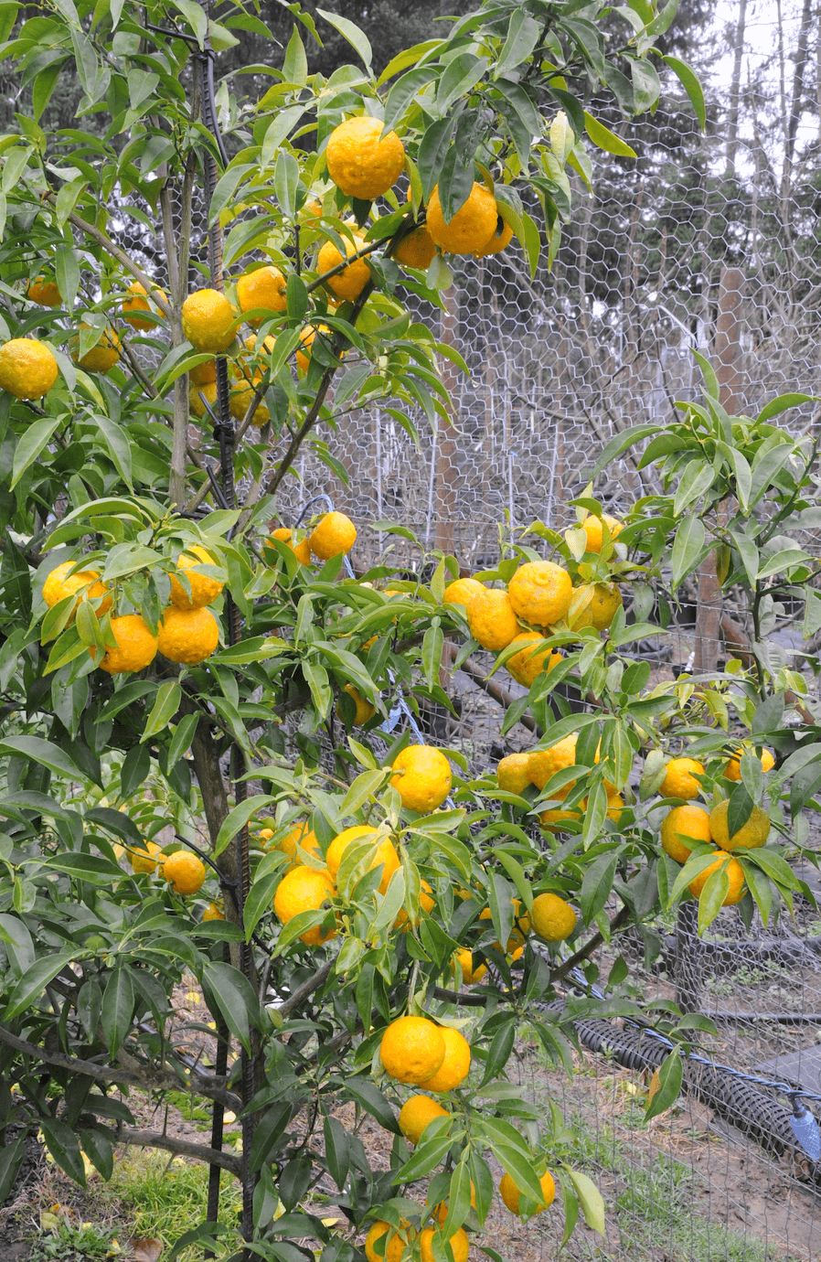 Fruit Trees and More